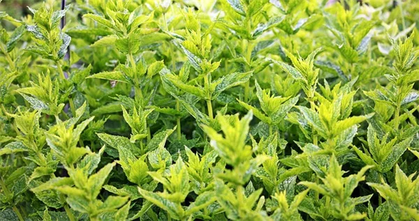 コンテナ栽培で大型植物が育つ？おすすめ8選と成功のコツ