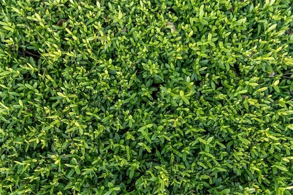 香りのバラ徹底比較！あなたの好きな香水の香りに合う品種一覧