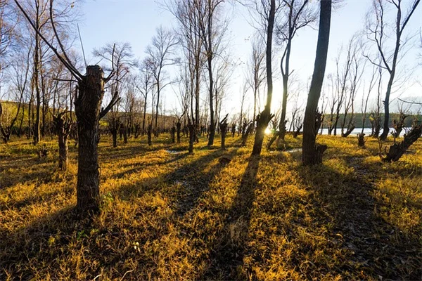 日陰の芝生を成功させる3つの現実的アプローチ：私が学んだ秘訣
